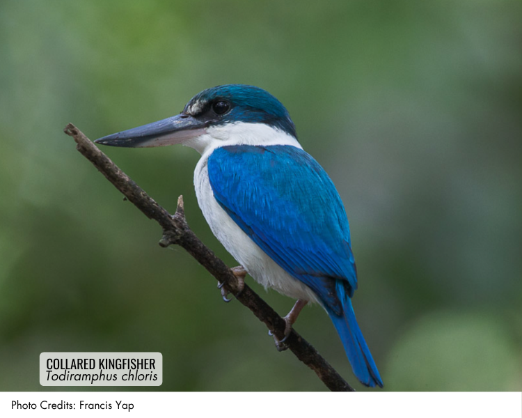 Collared Kingfisher (Todiramphus chloris)